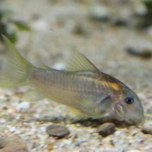 Corydoras aeneus Peru gold stripe