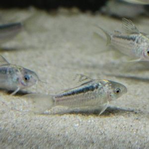 Corydoras ID
