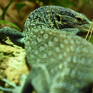 Blue-spotted tree monitor
