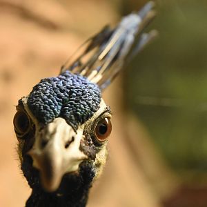 Green peafowl