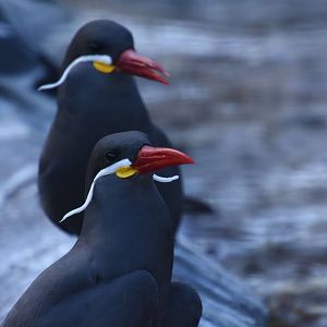 Inca tern