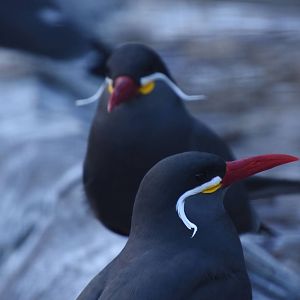 Inca tern