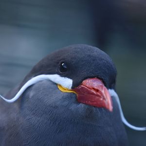 Inca tern
