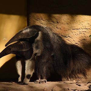 Giant anteaters
