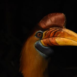 Sulawesi knobbed hornbill