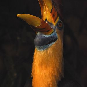 Sulawese knobbed hornbill
