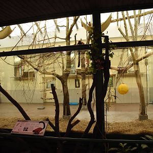 Madagascar house - lemur indoors