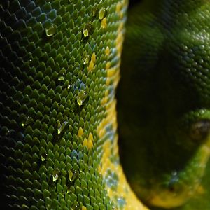 Green tree python