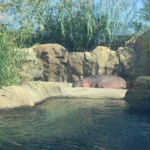 Oct. 2016 - Africa - Hippo Cove - Henry and Bibi on Land