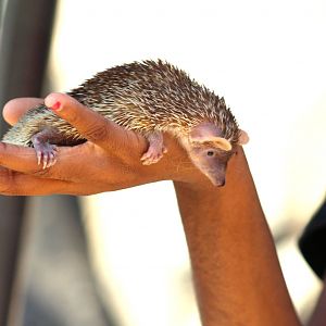 Oct. 2016 - Africa - Lesser Tenrec Presentation (I was the child that guess