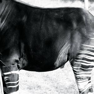 Oct. 2016 - Rhino Reserve - Kiloro