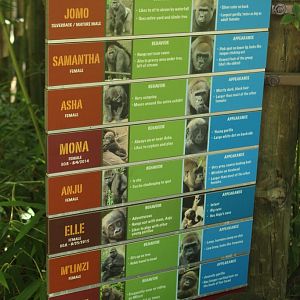 Oct. 2016 - Gorilla World - Signage for Jomo's Group