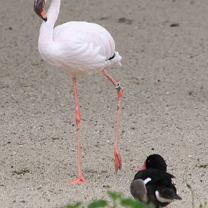 Lesser flamingo and rosybill