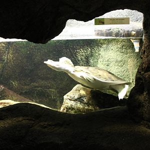 Enclosure Florida softshelled turtle