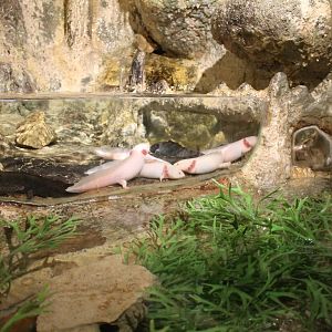 Axolotls