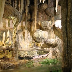 Enclosures Clawed frog - Axolotl and Blind cave fish