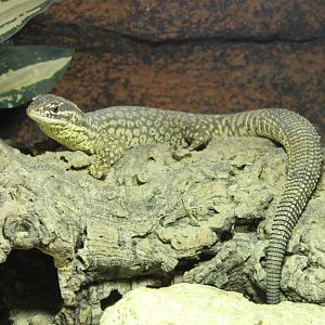 Spiny-tailed monitor