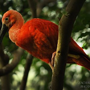 Oct. 2016 - Wings of the World - Scarlet Ibis