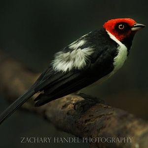 Oct. 2016 - Wings of the World - Red-capped Cardinal