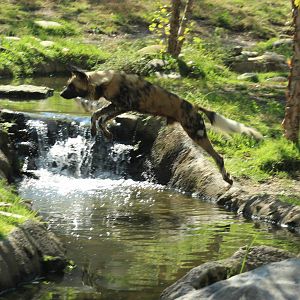 Oct. 2016 - Africa - Painted Dog Leap