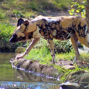 Oct. 2016 - Africa - African Painted Dog