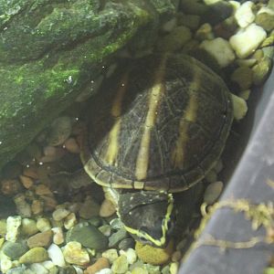 Striped mud turtle