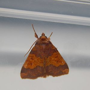 Moth ID?