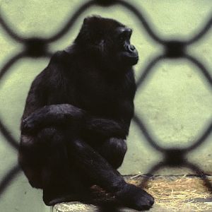 Gorilla at Belle Vue 1973