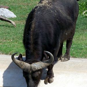 Cape Buffalo 1 -Tulsa