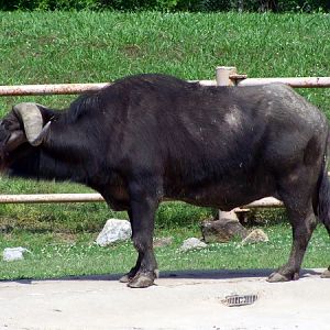 Cape Buffalo 2 - Tulsa