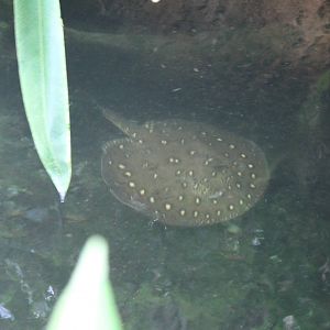 Freshwater ray