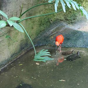 Scarlet ibis and turtles