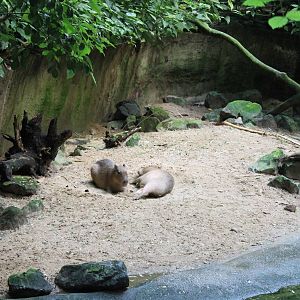 Capybaras