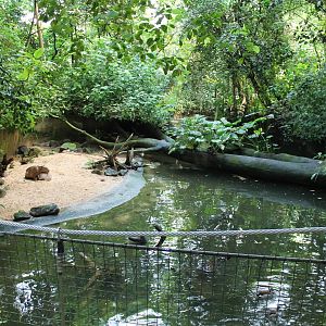 Capybara enclosure