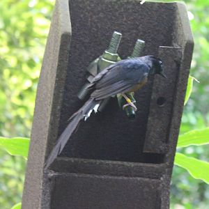 White-rumped shama