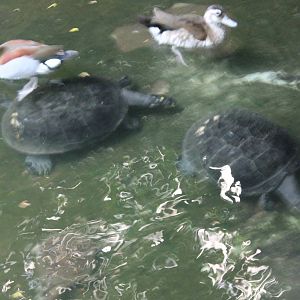 Ringed teals and turtles