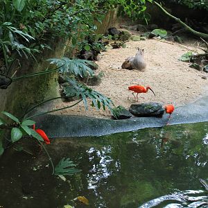 Capybaras and scarlet ibisses