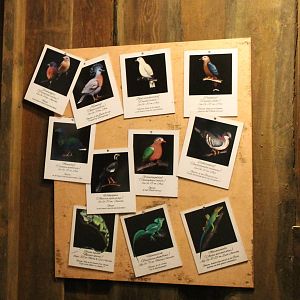 Birds - and lizards - in the Bush II