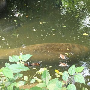 Manatee - and ducks