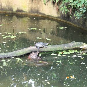 Turtle - and manatee