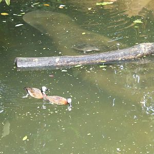 White-faced whistling ducks, turtle and manatee