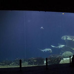 Burgers' Ocean - Open ocean tank