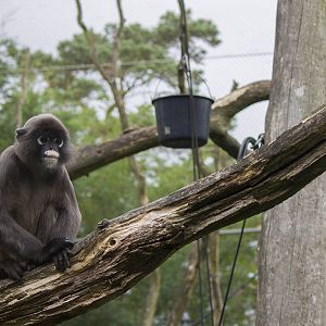 Dusky leaf monkey