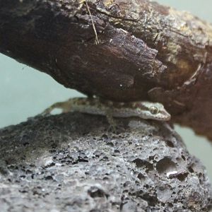 Dwarf gecko Tropiocolotes species.