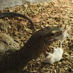 Varanus jobiensis