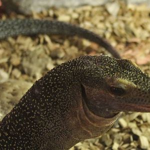 Varanus jobiensis
