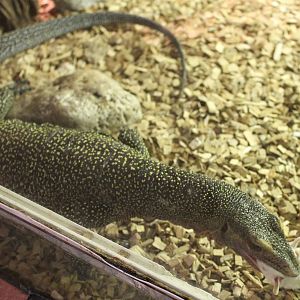 Varanus jobiensis