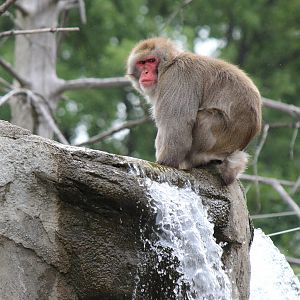Japanese Macaque