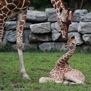 Newborn female giraffe