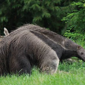 Giant Anteater